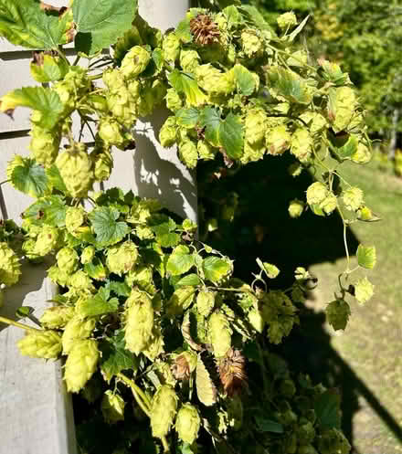 Photo of free Hops (Ashby) #1