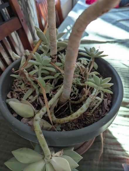 Photo of free indoor plants (Gatewood) #2