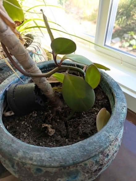 Photo of free rubber plant no pot (Gatewood) #1