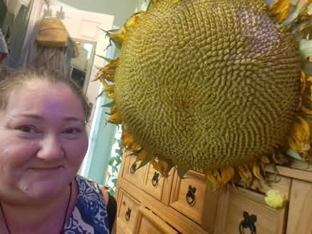 Photo of free Sunflower Seeds! (Osmaston DE24) #2