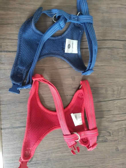 Photo of free Two dog harnesses – red and blue (E10 6RH) #2