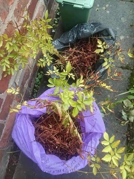 Photo of free Perennial Astilbe (Heskin Green PR7) #2