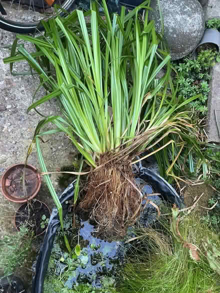 Photo of free Pond / Aquatic sedge (West Worthing BN14) #1