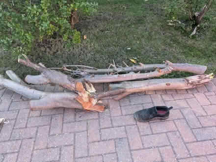 Photo of free Logs for log burner (Bexhill TN39) #1