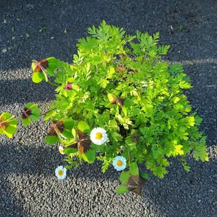 Photo of free Feverfew and oxalis (Hockley Port B18) #2