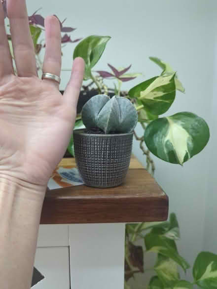 Photo of free small cacti in pot (GU3) #1