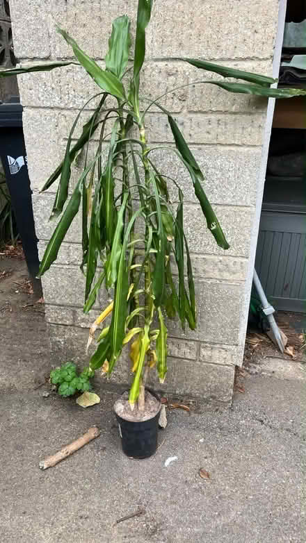 Photo of free House plants (Wotton-under-edge GL12) #2