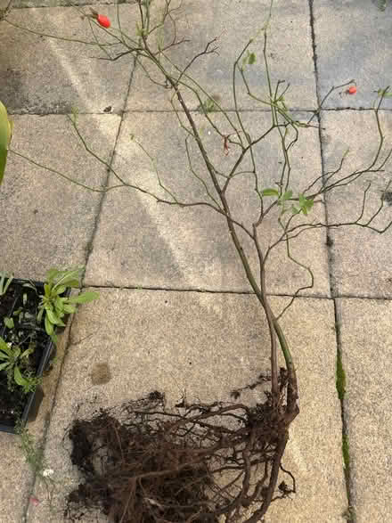 Photo of free Outdoor plants (CO4 9 Colchester) #2