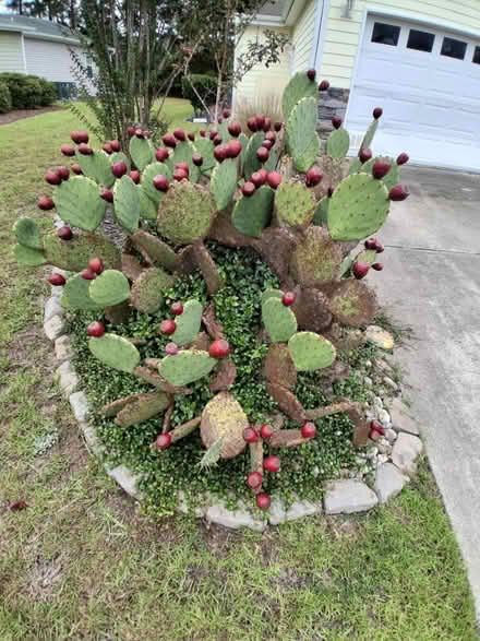 Photo of free Prickly Pears (Lakeside Crossing) #2