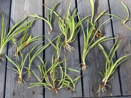 Photo of free Spider Plants (Wainscott ME3) #1