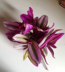 Photo of free Tradescantia nanouk cuttings (Tottenham N18) #1