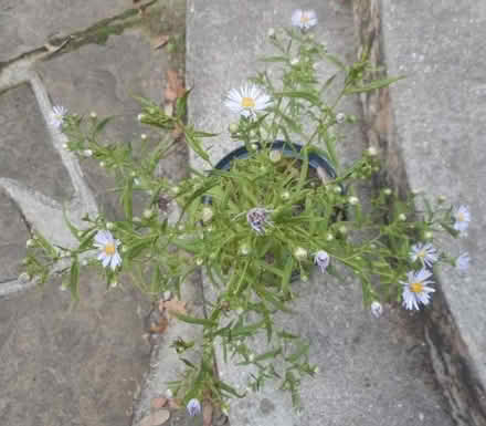 Photo of free Michaelmas Daisy Plant (East Croydon CR0) #3