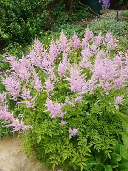 Photo of free Perennial Astilbe (Heskin Green PR7) #1