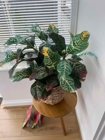 Photo of free Artificial plant (Burgess Hill) #1