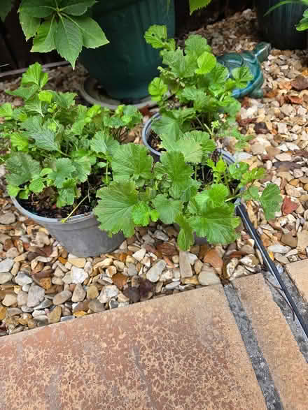 Photo of free Geum plants (Baldock, Clothall Common SG7) #2
