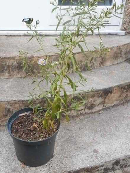 Photo of free Michaelmas Daisy Plant (East Croydon CR0) #2