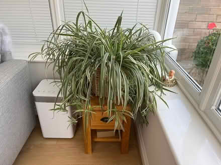Photo of free Large plant (Burgess Hill) #1