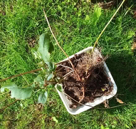 Photo of free Lysimachia ciliata (Hockley Port B18) #2