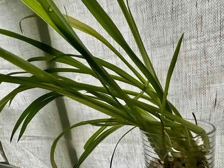 Photo of free Spider Plants (Media/Swarthmore area) #1