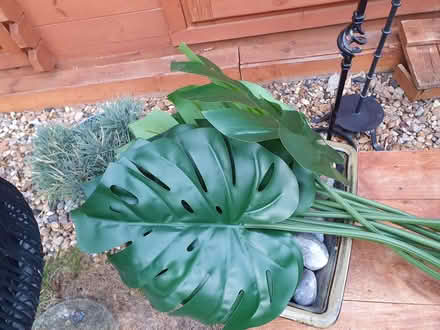 Photo of free Fake decorative large leaves (Winchmore Hill N13) #1