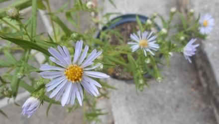 Photo of free Michaelmas Daisy Plant (East Croydon CR0) #1