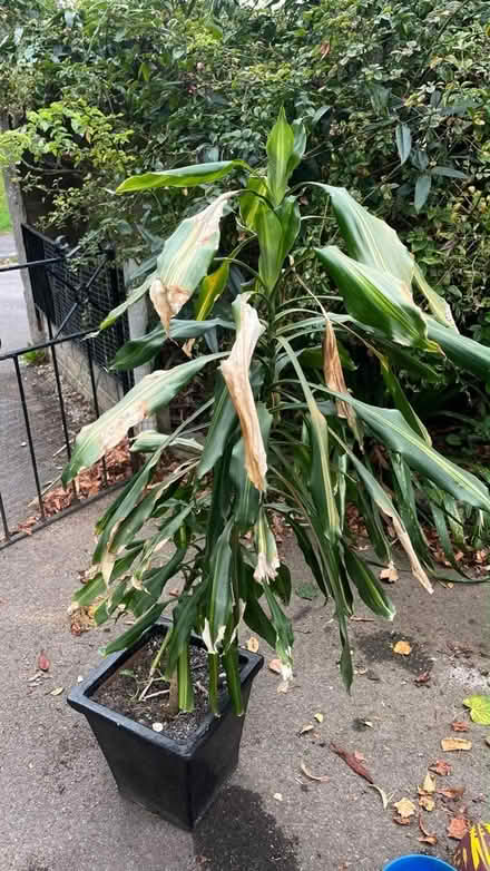 Photo of free House plants (Wotton-under-edge GL12) #1