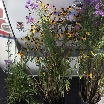 Photo of free Perennials (Hunt Club & Conroy) #1