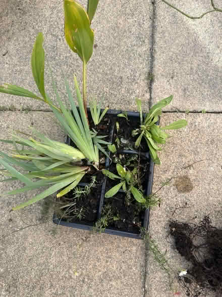 Photo of free Outdoor plants (CO4 9 Colchester) #1