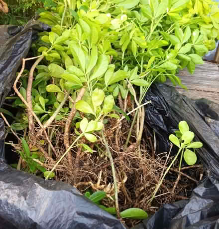 Photo of free Choisya (Hockley Port B18) #4