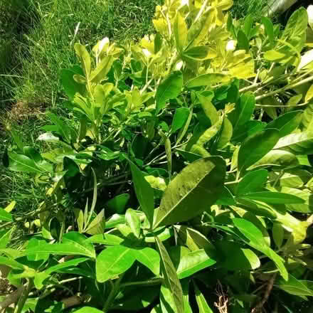 Photo of free Choisya (Hockley Port B18) #3
