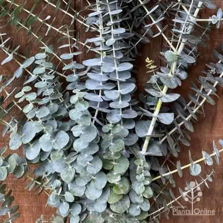 Photo of Eucalyptus (Lowedges S8) #1
