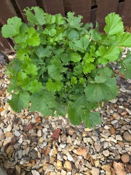 Photo of free Geum plants (Baldock, Clothall Common SG7) #1