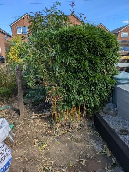 Photo of free 6ft bamboo (Greenhill S8) #1