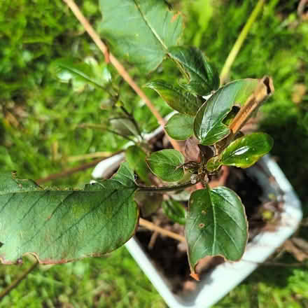 Photo of free Lysimachia ciliata (Hockley Port B18) #1