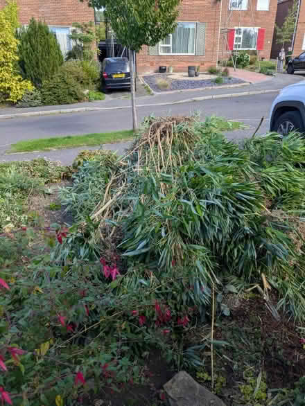 Photo of free 6ft bamboo (Greenhill S8) #2