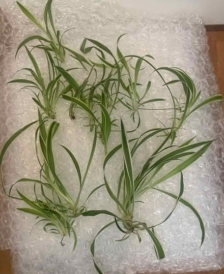 Photo of free Chlorophytum sprouts (Islington, highgate st.) #1