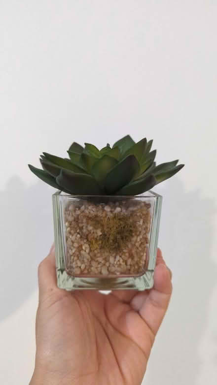 Photo of free Fake plant (BS16 2NU) #1