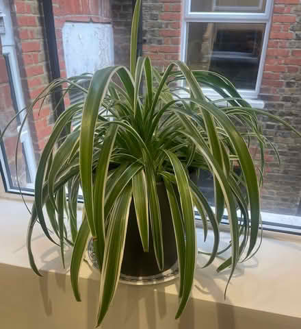Photo of free Chlorophytum sprouts (Islington, highgate st.) #2