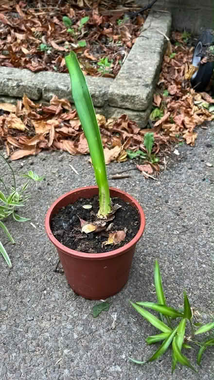 Photo of free House plants (Wotton-under-edge GL12) #4