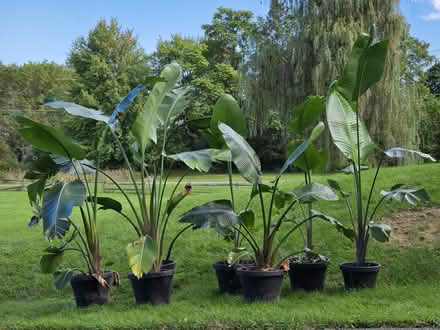 Photo of free Large Bird of Paradise plants (Goshen, NY) #1