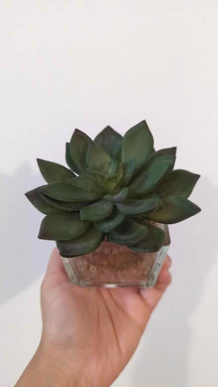 Photo of free Fake plant (BS16 2NU) #2