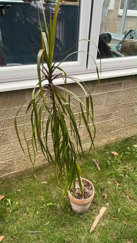 Photo of free House plants (Wotton-under-edge GL12) #3