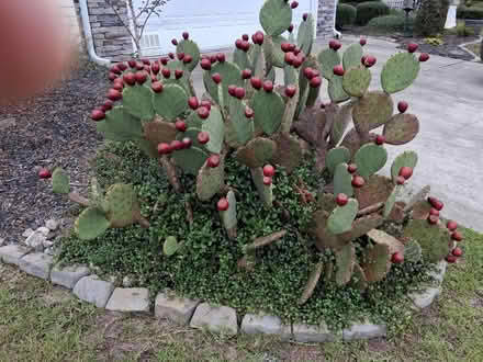 Photo of free Prickly Pears (Lakeside Crossing) #1