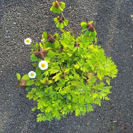 Photo of free Feverfew and oxalis (Hockley Port B18) #1