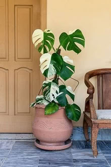 Photo of free Monstera plants and cuttings (Egremont CH44) #1