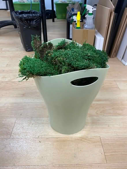 Photo of free Moss (Leaside) #1