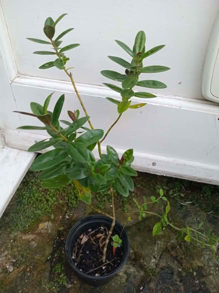 Photo of free Small hebe bush (Eastbourne BN20) #1