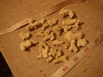 Photo of free Bleached coral for craft, decorative or aquarium use (South End MK42) #1