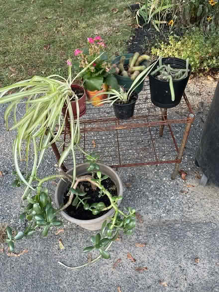 Photo of free plants (Burlington) #1
