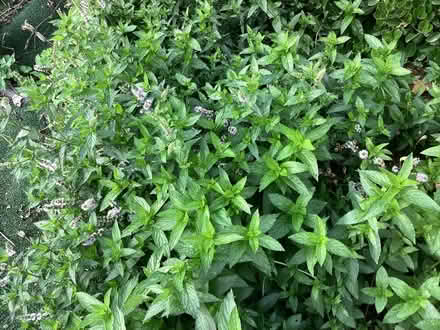 Photo of free Peppermint plant (Felindre LD3) #1
